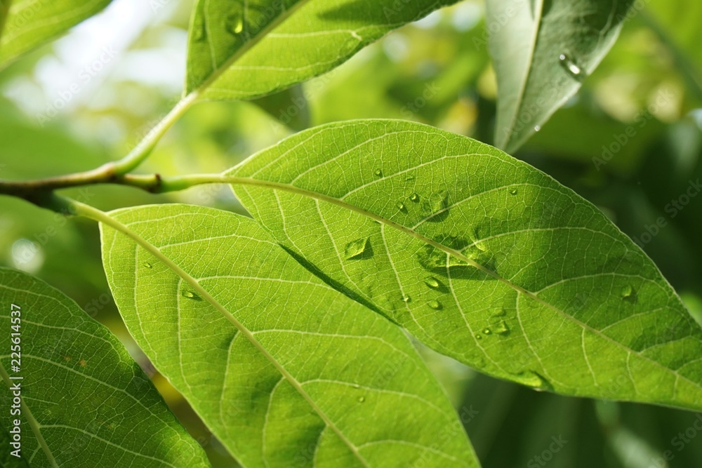 fresh green Annona squamosa leaves in nature garden fresh green Annona squamosa leaves in nature garden