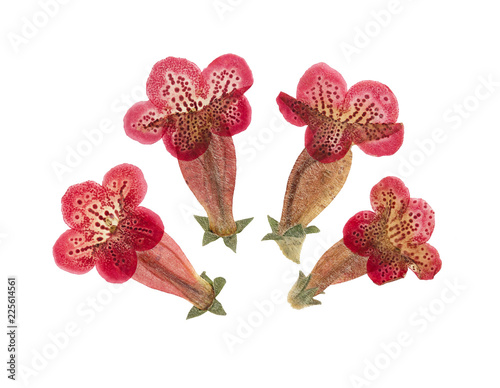 Pressed and dried flower kohleria, isolated on white photo