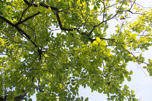 Natural sunlight background and beauty