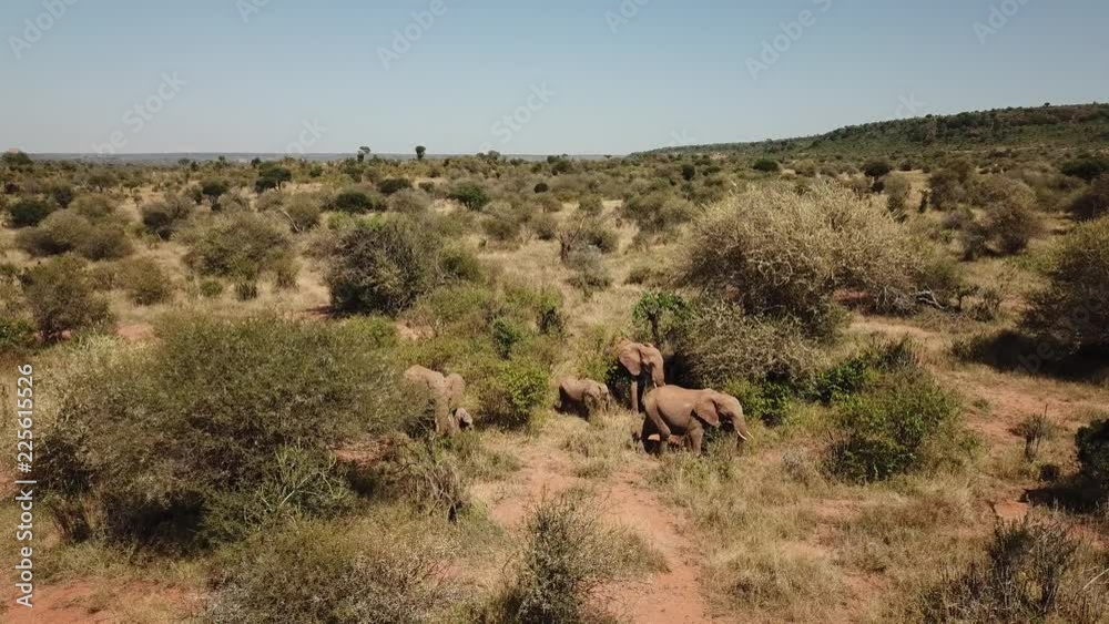 Wild African Elephants filmed by aerial drone Wild African Elephants filmed by aerial drone