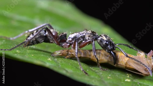 Hairy Panther Ant (Pachycondyla villosa) carrying part of a grasshopper in its mandibles. On a leaf at night in the rainforest understory, Ecuador photo