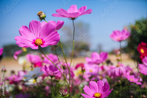 Pink flower © wachiratasee