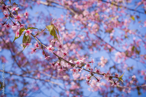 Wild Himalayan Cherry, Prunus cerasoides