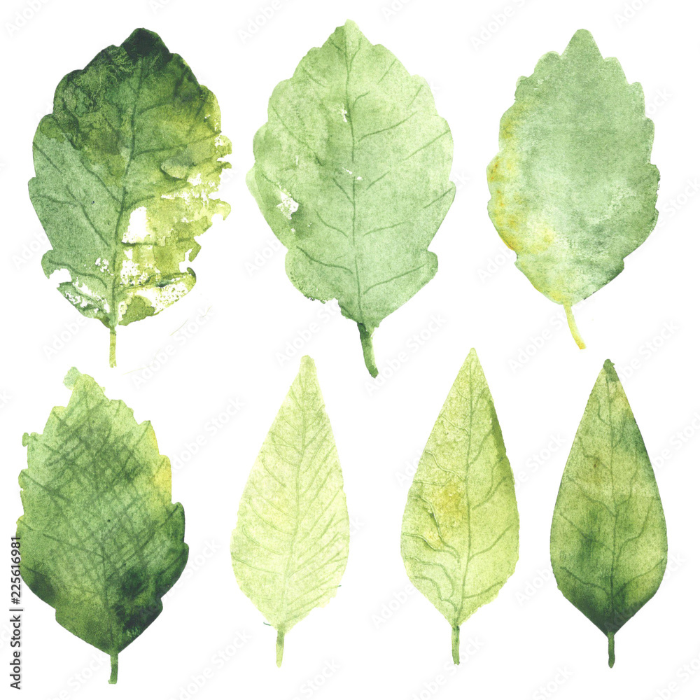 Watercolor set of summer green leaves.