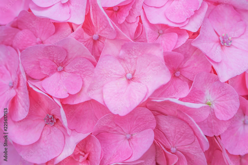 Obraz premium Texture pink hydrangea flowers ,Natural patterns background