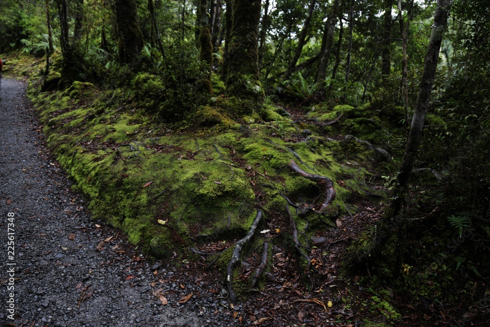 Fototapeta premium Ancient Roots