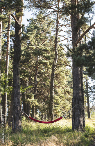 Hammock in the woods