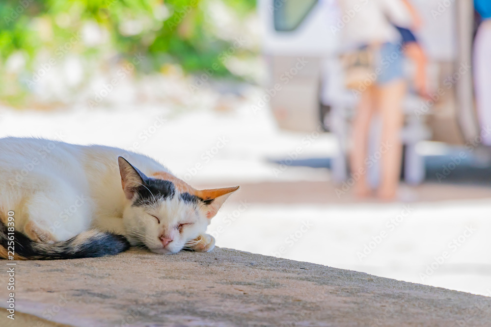 沖縄竹富島の野良猫　コンドイビーチ