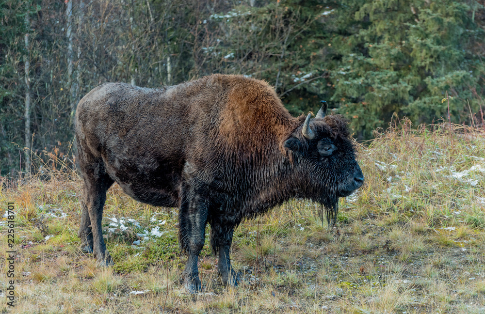 Wood Bison (Bison bison athabascae) or mountain bison in Northern Rockey Mountains Provincial park