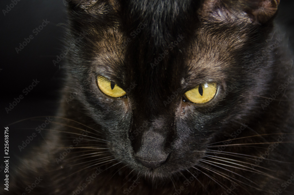 Black cat with yellow eyes