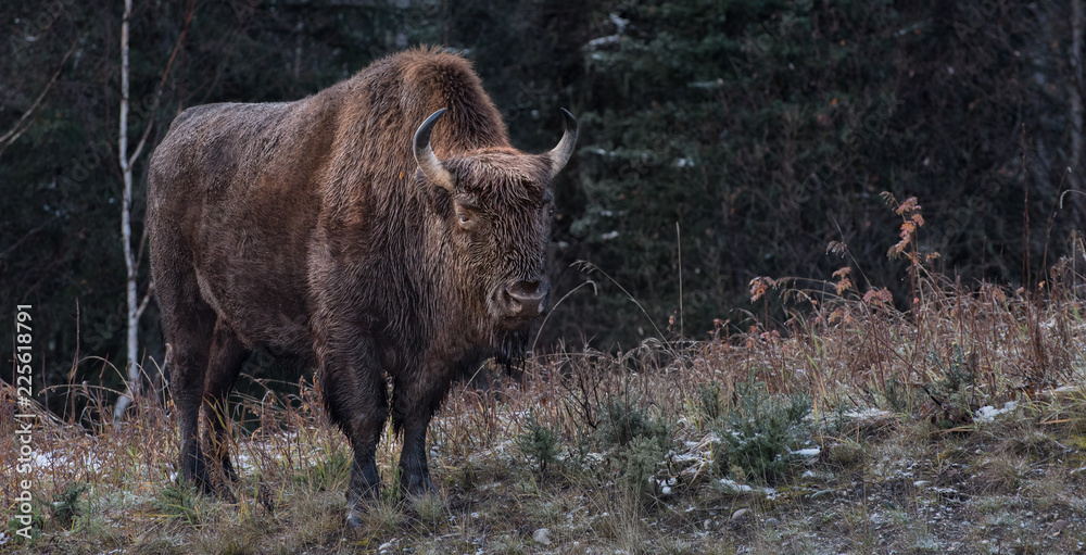 Fototapeta premium Wood Bison (Bison bison athabascae) or mountain bison in Northern Rockey Mountains Provincial park