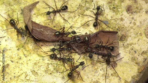 Group of Amazon long-necked ants (Dolichoderus attelaboides) waiting to ambush prey on the rainforest floor, Ecuador. photo