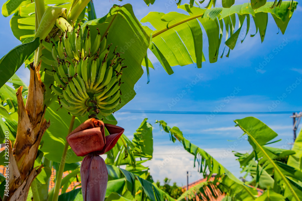 沖縄石垣島 島バナナの木 Stock 写真 Adobe Stock