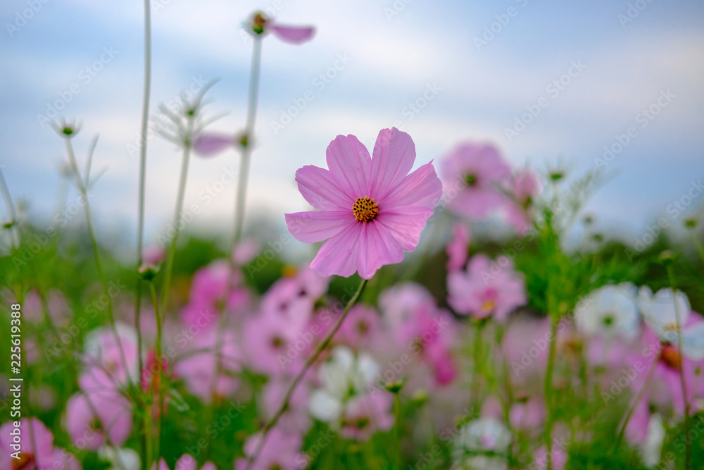 Beautiful Cosmos field in Chiang Mai, Thailand. Beautiful Cosmos field in Chiang Mai, Thailand.