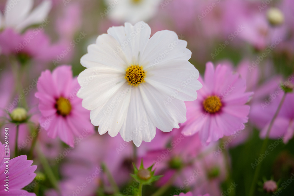 Beautiful Cosmos field in Chiang Mai, Thailand. Beautiful Cosmos field in Chiang Mai, Thailand.