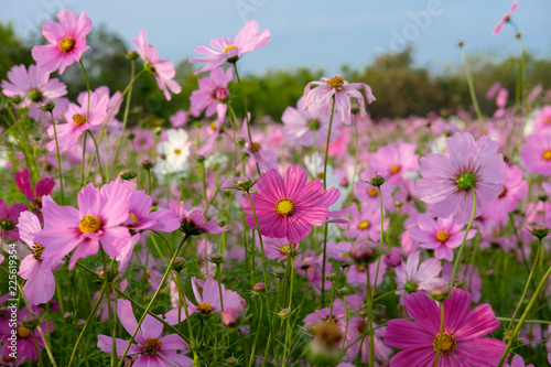 Beautiful Cosmos field in Chiang Mai, Thailand. © Phimrost