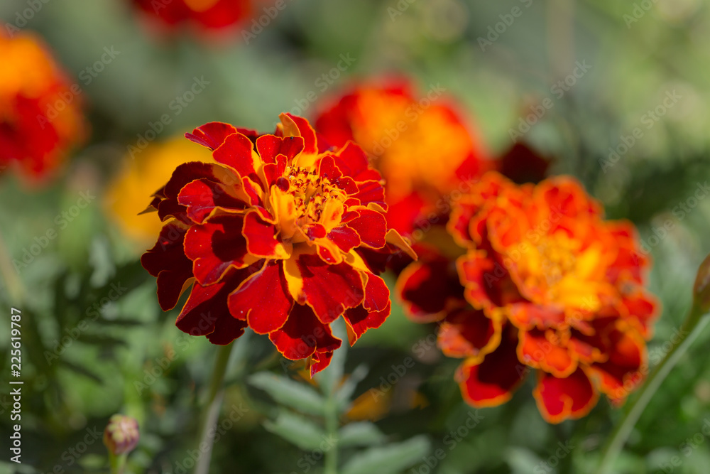red yellow marigold red yellow marigold