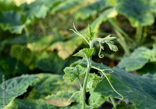 Young sprout or soft tip of pumpkin plant standing high over leaves on ground. Back lit shot against afternoon sunlight,selective focus.