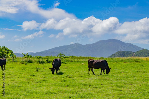 沖縄石垣島　牛の放牧 © あんみつ姫