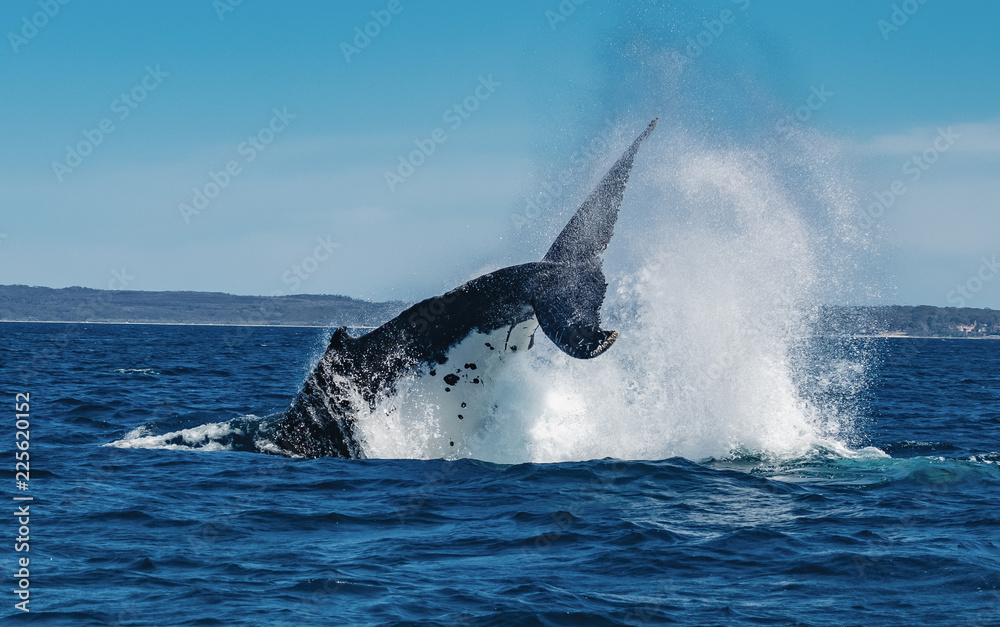 Fototapeta premium Humpback Whale