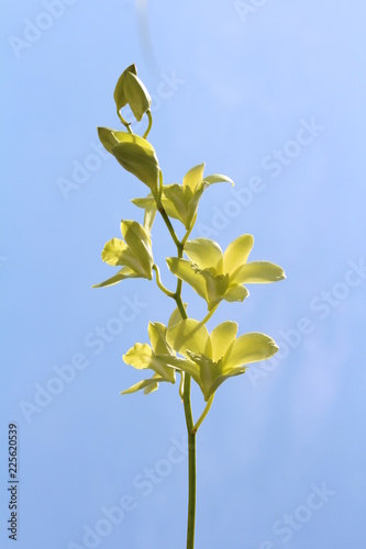 Orchid Sky Background