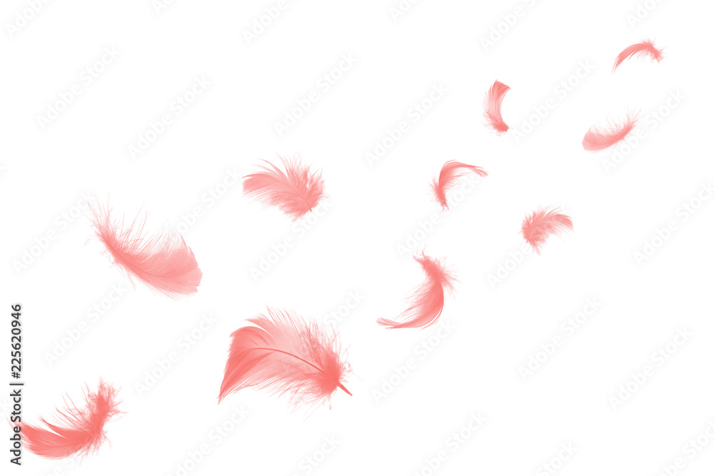 Beautiful coral pink feathers floating in air isolated on white background Beautiful coral pink feathers floating in air isolated on white background