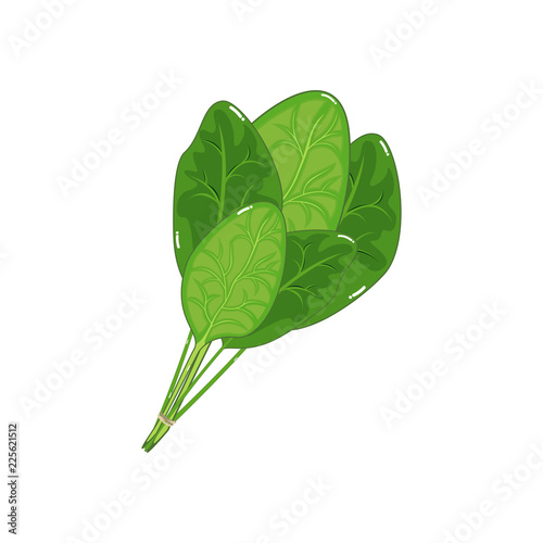 Spinach Vegetable Natural Healthy Food Flat Vector Illustration