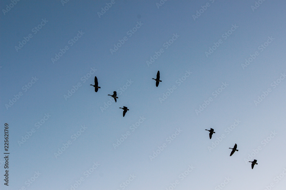 flock of geese flying through a clear blue sky 