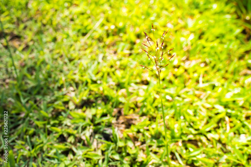 space green for background