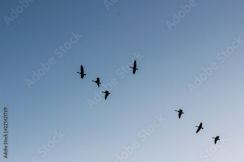 flock of geese flying through a clear blue sky 
