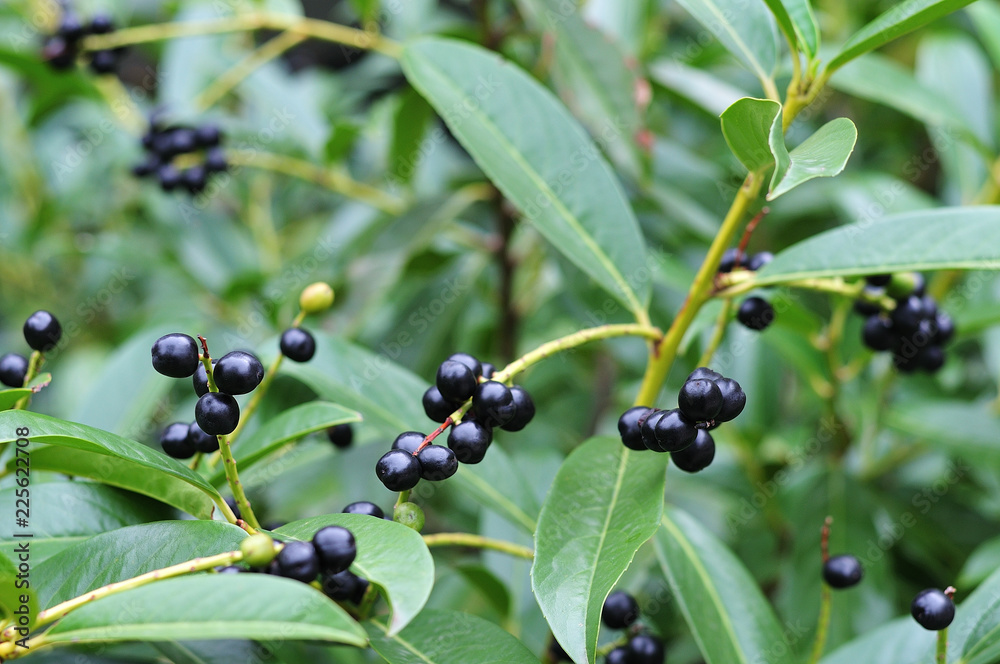 black fruits of a cherry laurel