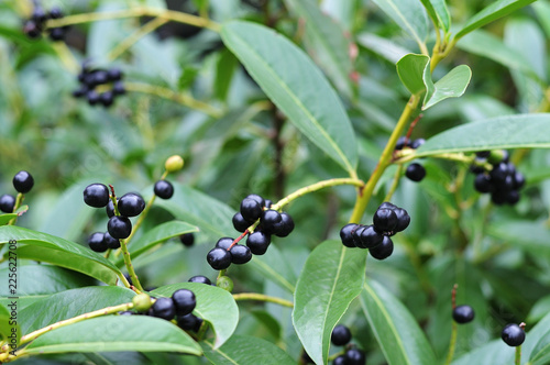 Obraz na płótnie black fruits of a cherry laurel w salonie