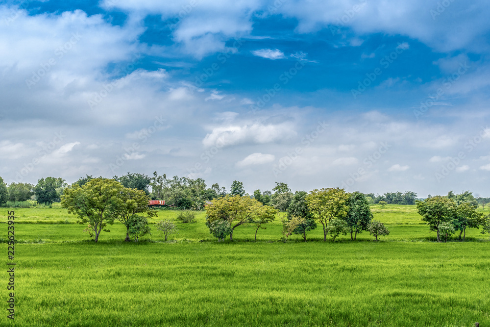 countryside of South East Asia, with rise field and trees with blue sky and scattered clouds, campagna nel Sud Est asiatico vista campo di riso con cielo azzurro e nuvole sparse 