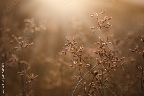 Grass flower in sun light vintage style background