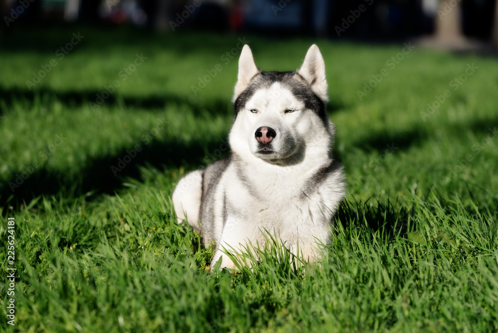 A sober, mature Siberian husky male dog is lying down on green grass. A dog has grey and white fur and blue eyes. He appears a bit angry. The background is green.