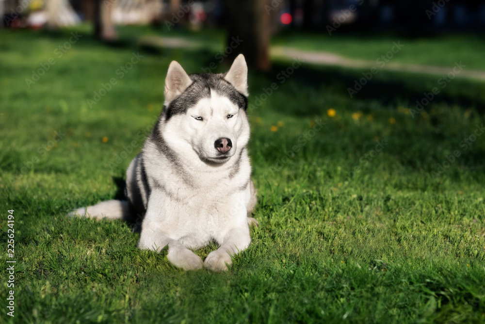 A sober, mature Siberian husky male dog is lying down on green grass. A dog has grey and white fur and blue eyes. He appears to be very serious. The background is green.