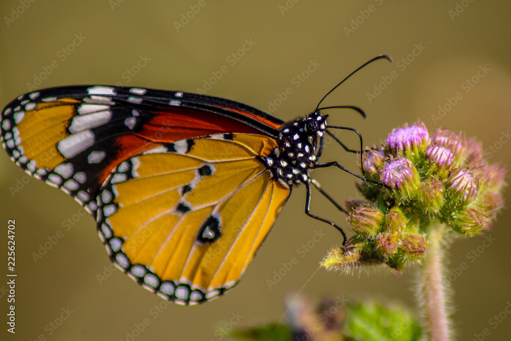 Fototapeta premium butterfly on flower