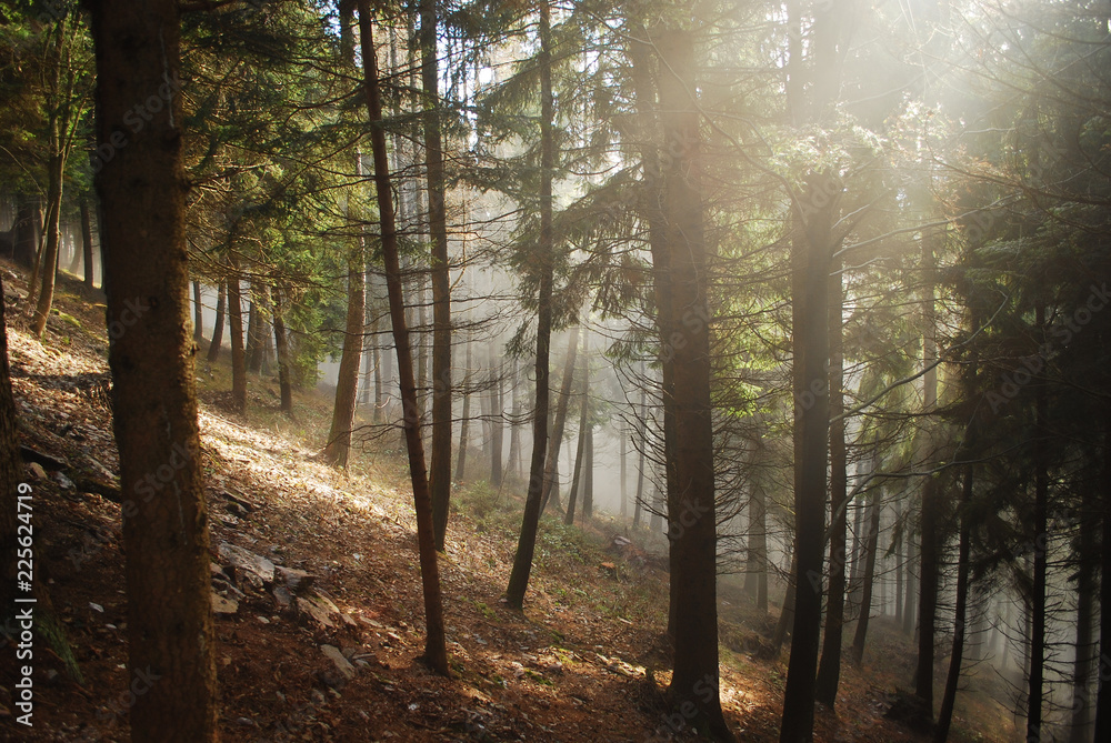 Obraz premium morning in the forest