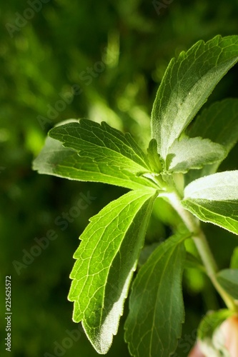 Stevia plant.Stevia rebaudiana, sweetener herb. vegetable sweetener.  green twig stevia on green background.healthy diet food