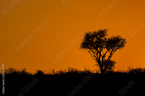 golden yellow sunrise in Kenya