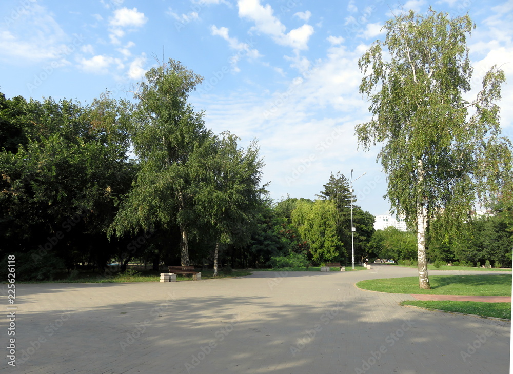 birch trees, benches and paths