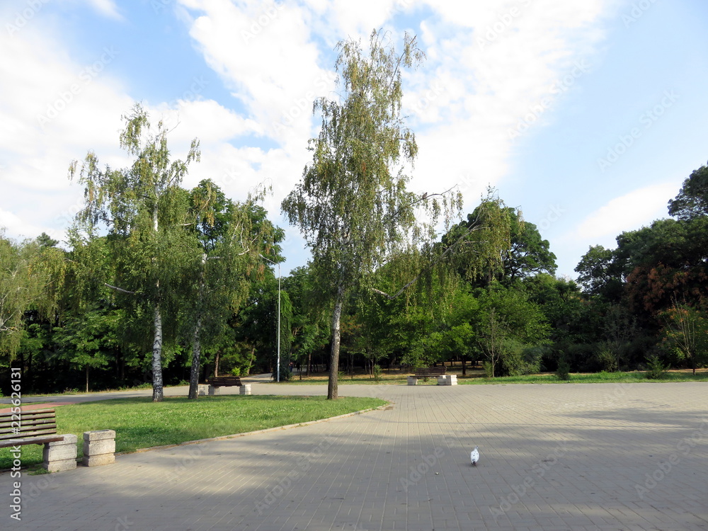 park in the summer, birch trees, benches and dove on the track