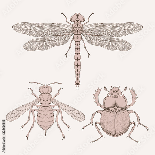 Vector set of hand drawn insects. Different insects in realistic style: dragonfly, wasp and scarab.
