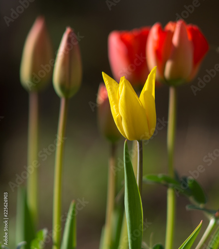 Tulips of Cappadocia - Devrent Valley