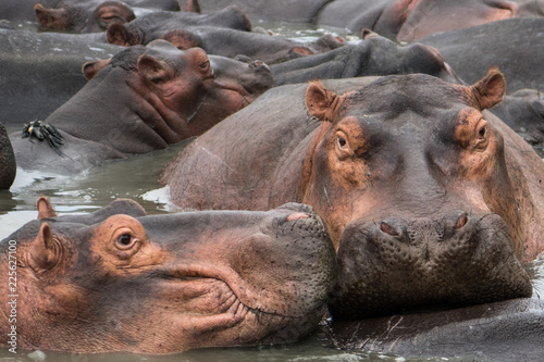 Hippopotamus togetherness