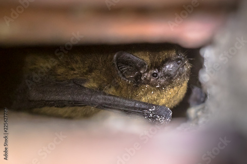 Hibernating bat in wall cavity