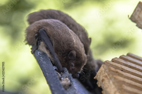 Nathusius pipistrelle bats resting in bat house