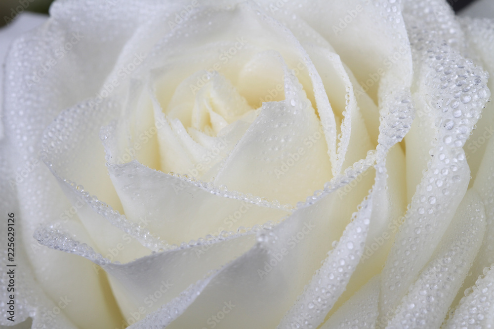 Wet rose Wet rose