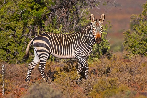 Mountain Zebra in Karoo National park
