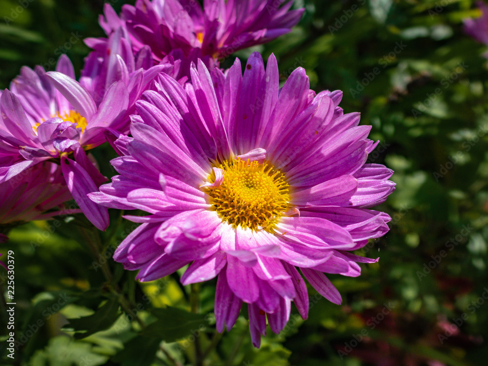 Fototapeta premium OLYMPUS DIGITAL CAMERA